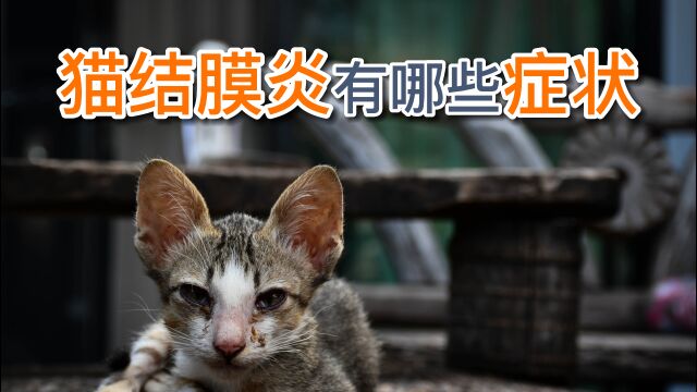 猫结膜炎有哪些症状