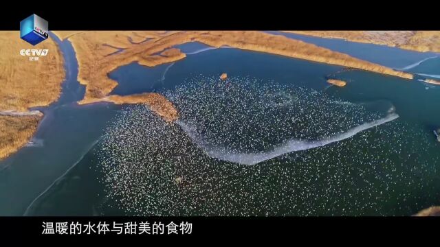 “大片”来了!邀您共赴一场湿地之约