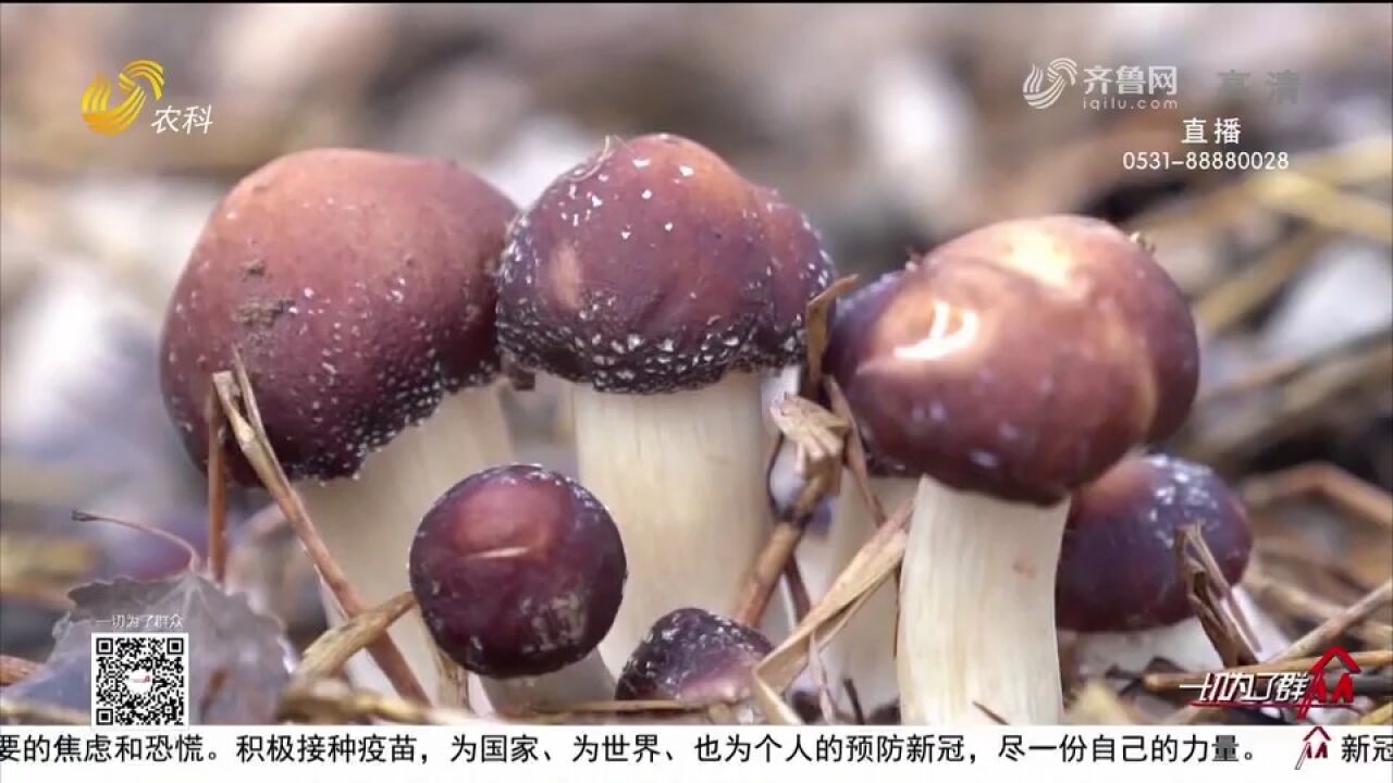 聊城菜屯镇因地制宜,11种特色农产品“遍地开花”,助力乡村振兴