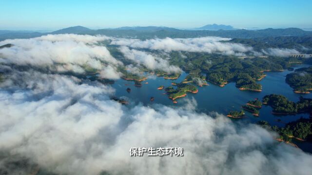 鹭过流溪让白鹭带我们领略流溪河国家森林公园之美