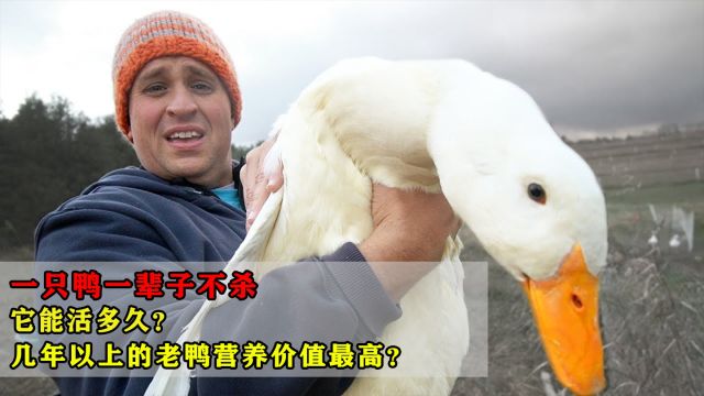 一只鸭一辈子不杀,它能活多久?几年以上的老鸭营养价值最高?