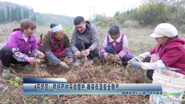 平坝区:抓好药材采收管护 确保低温安全稳产