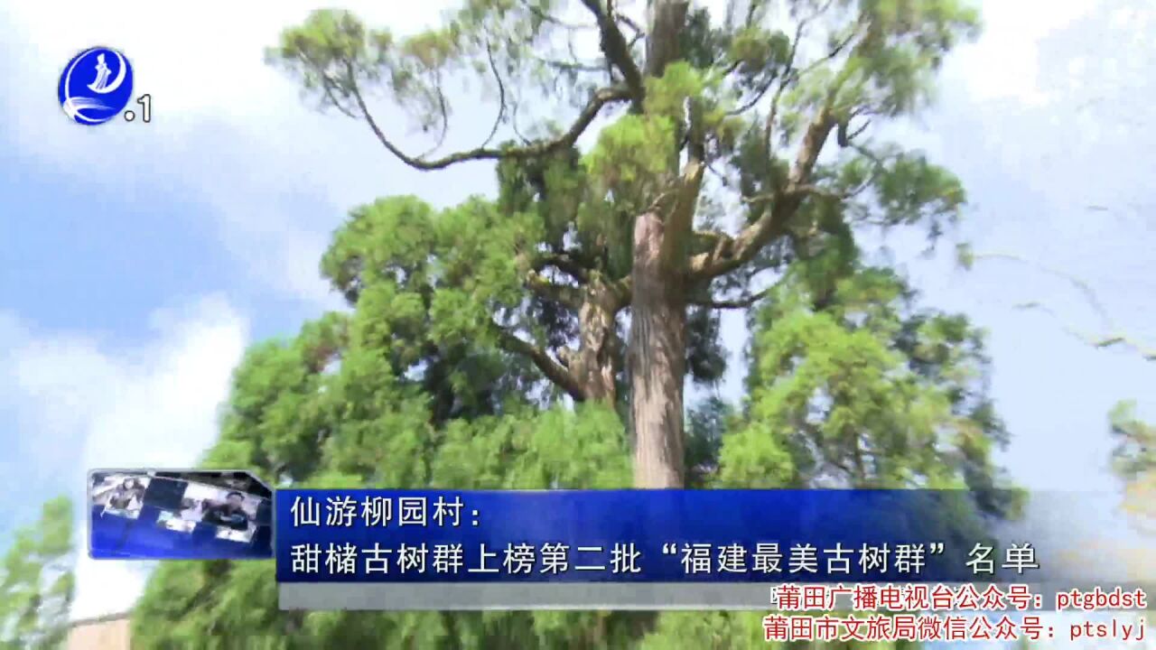 仙游柳园村:甜槠古树群上榜第二批“福建最美古树群”名单