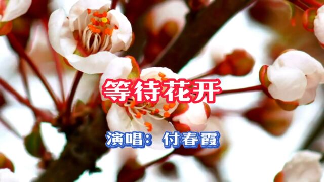 付春霞演唱的歌曲《等待花开》,请欣赏