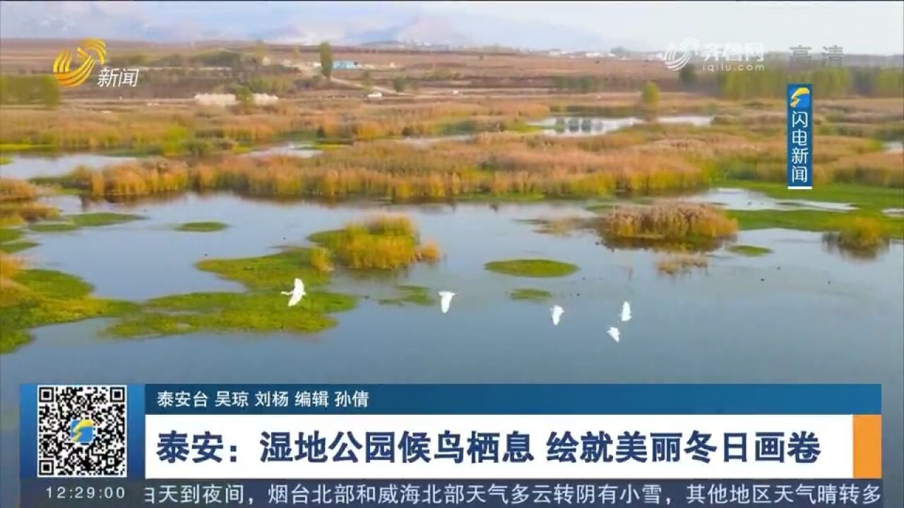 泰安汶河湿地公园迎来大批候鸟栖息,在湿地间觅食嬉戏、展翅飞翔