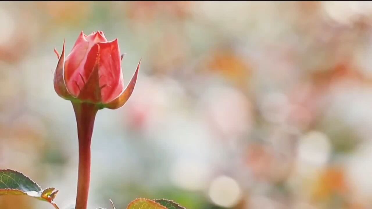 瞰中国|山东滨州:电力赋能 激活乡村“美丽经济”