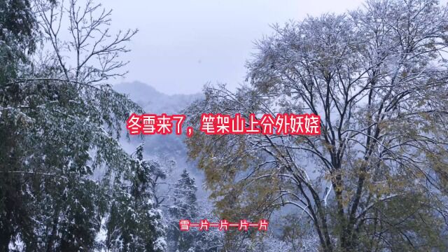 冬雪来了,笔架山上分外妖娆