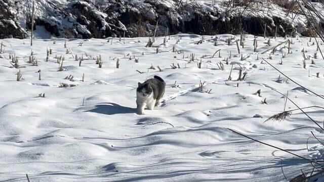 田园里的小脑斧