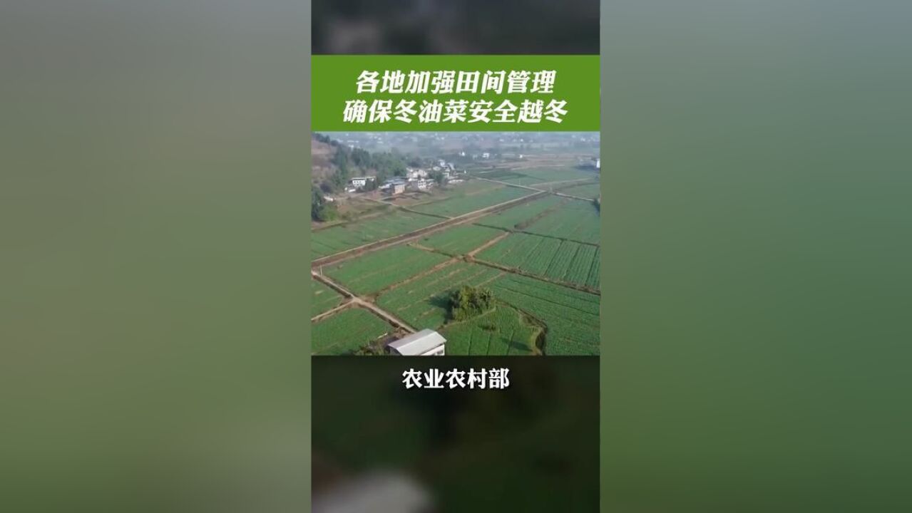 各地加强田间管理 确保冬油菜安全越冬