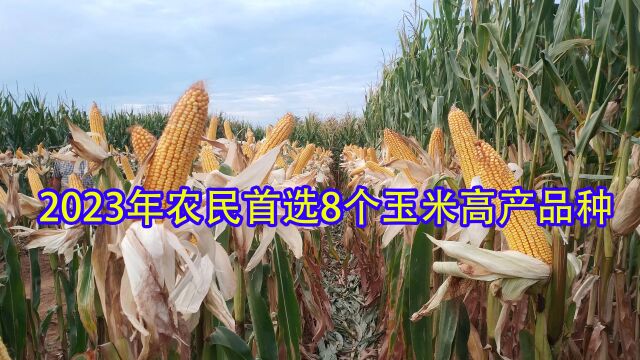 这8个玉米高产品种表现好,亩产都超过1600斤,2023年农民的首选