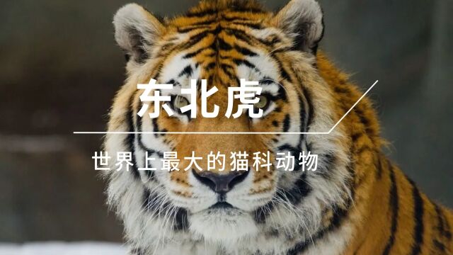 世界上最大的猫科动物,东北虎