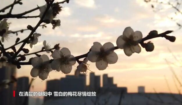 1年仅8天!黄埔梅花「盛花期」已至!周末走起~