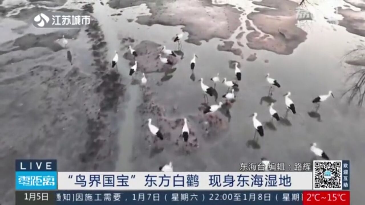 “鸟界国宝”东方白鹳 现身东海湿地