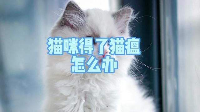 猫咪得了猫瘟怎么办?猫瘟有哪些症状?猫瘟怎样治疗?#猫瘟#猫泛白细胞减少征#猫传染病#创作灵感#猫瘟治愈