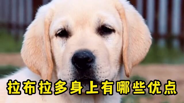 3个方面带你了解名犬拉布拉多的优点