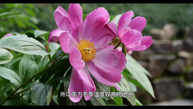 菏泽农科院农业科普讲堂:芍药传统名花