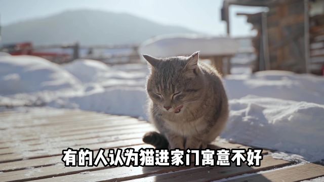 猫进家门到底吉不吉利