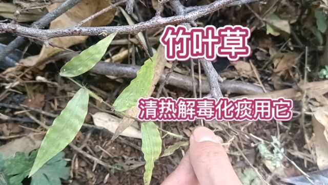 农村最常见的一种植物“竹叶草”,没想到它有这么好的功能