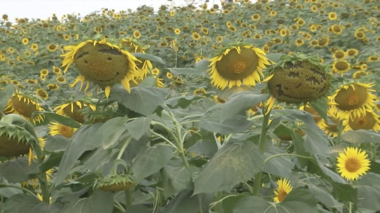 手太欠!北京一公园成片的向日葵被抠出表情包