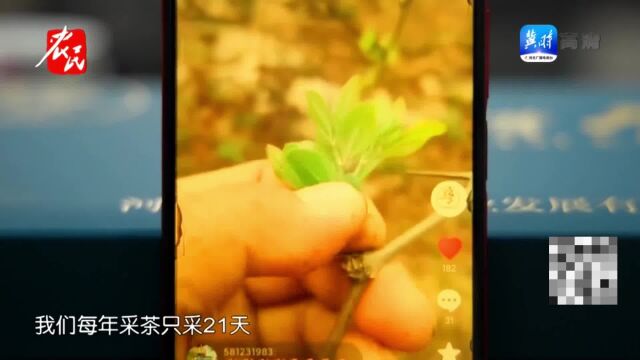 酸枣芽茶显功效 带领村民致富多