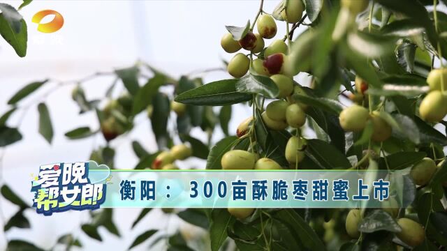 衡阳: 300亩酥脆枣甜蜜上市