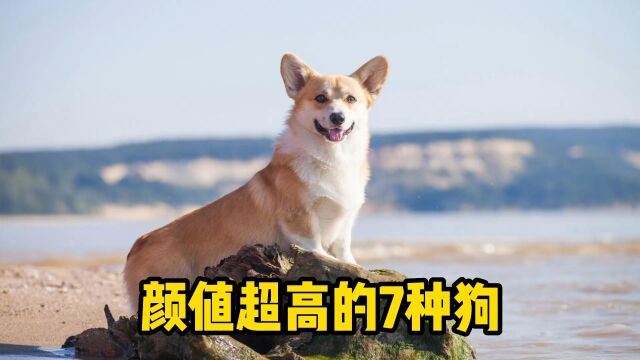 颜值超高的7种狗,柯基上榜!