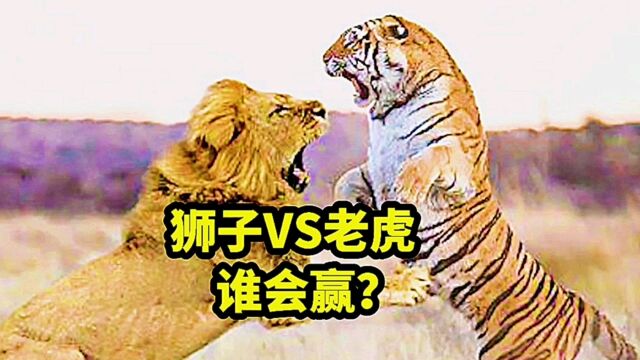 狮子VS老虎,谁会赢?