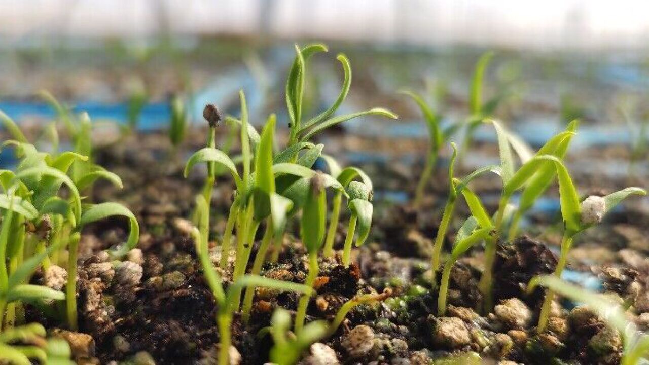 一年之计在于春丨孕育新年新希望 衡东黄贡椒育苗忙