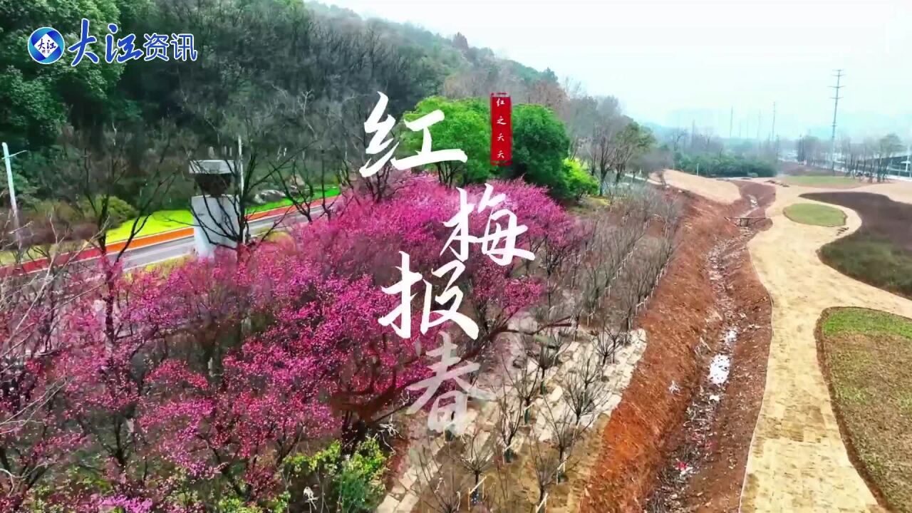 红梅报春 初春时节