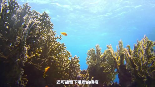 超级镜头：海面之下——海面之下的精彩世界