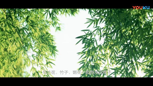 太和梅花谷水利风景区