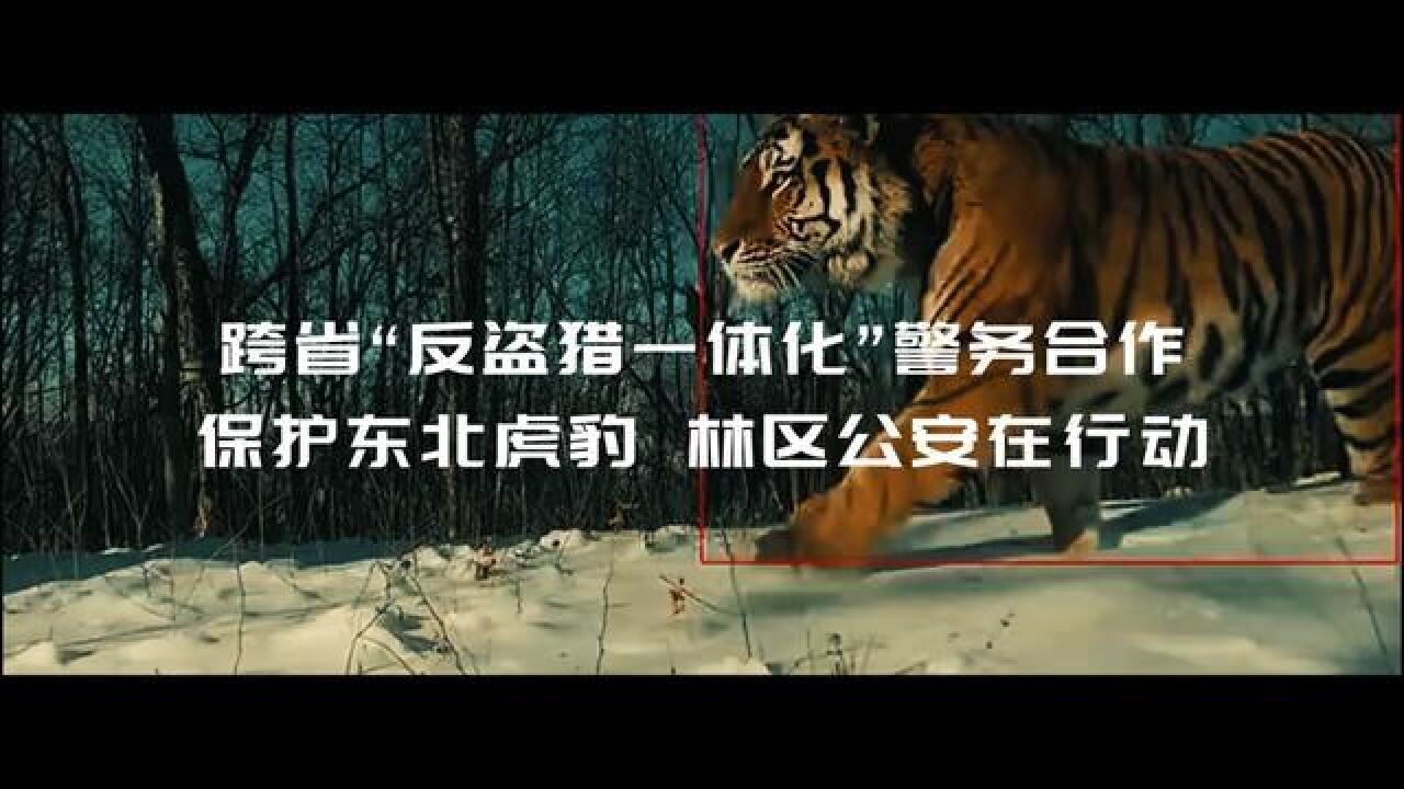 跨省“反盗猎一体化”警务合作,保护东北虎豹林区公安在行动