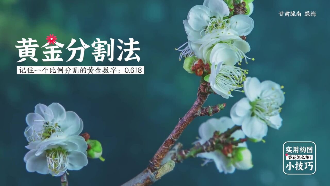 春日赏花拍照实用攻略