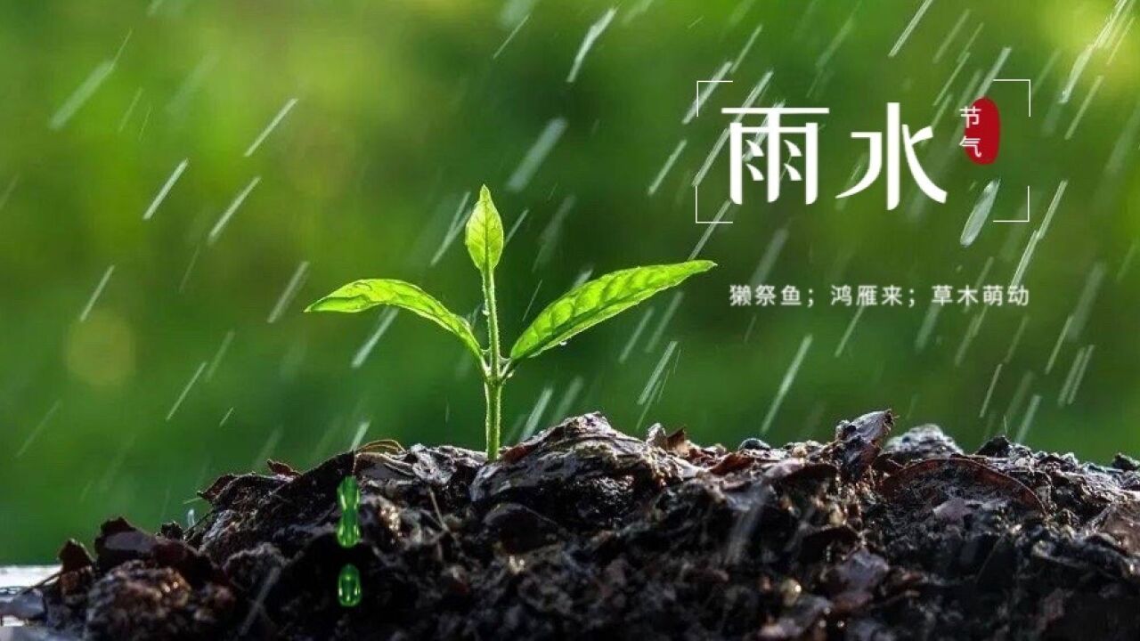 迎一场春雨,等一片花开!元稹这首诗,带你感受春日美好!