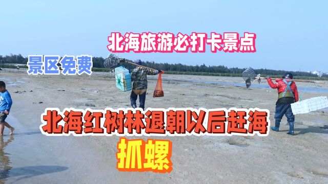 实拍北海红树林湿地公园:赶海抓螺,景区免费,北海旅游必玩之地