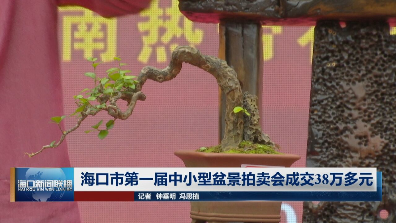 海口市第一届中小型盆景拍卖会成交38万多元