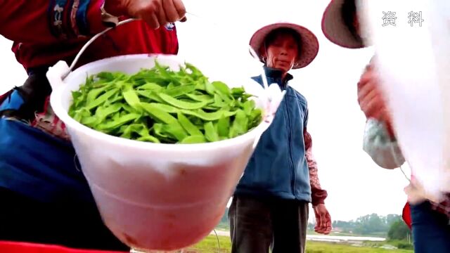 楚雄州:农业综合生产能力跃上大台阶 为农业农村现代化建设打牢基础