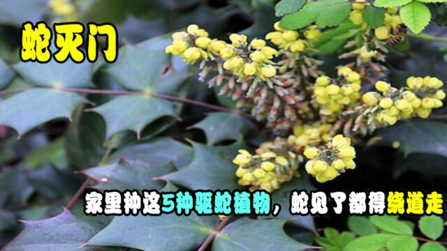 家里种这5种驱蛇植物,夏天不怕“蛇出没”,蛇见了都得绕道走