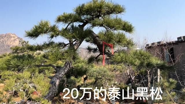 一棵20万的山采黑松,和倔老头谈了一年了,少一分不卖,真愁人! #黑松 #松树 #山松盆景