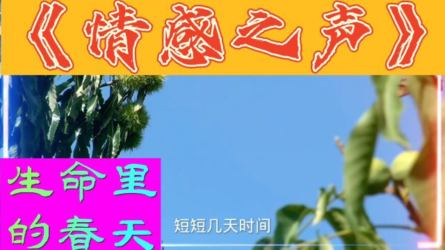 《情感之声》生命里的春天