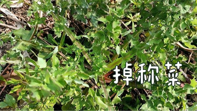 80岁老人当宝的苦苣菜,别名“掉秤菜”,可惜很多人都不知道