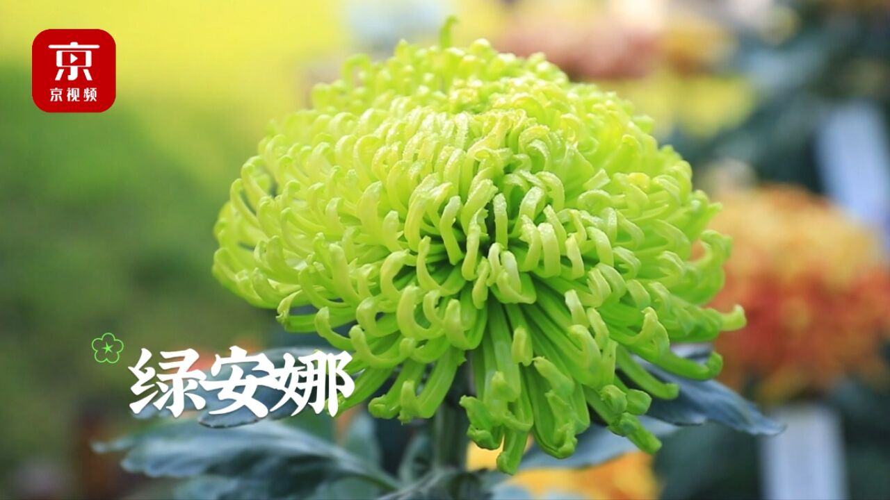 这里的绿菊花太治愈了