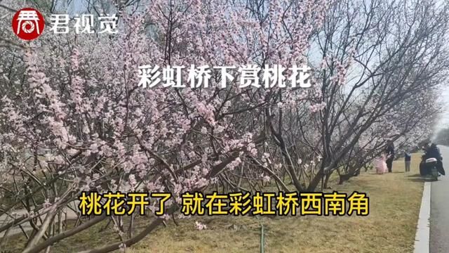 让我们一起去赏花,实拍彩虹桥下的桃花又一次盛开的美景#忽如一夜春风来 #山西临汾 #滨河公园 #城市风景 #城市风景一角