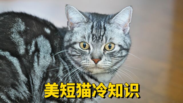 关于美短猫的冷知识,你都知道吗?