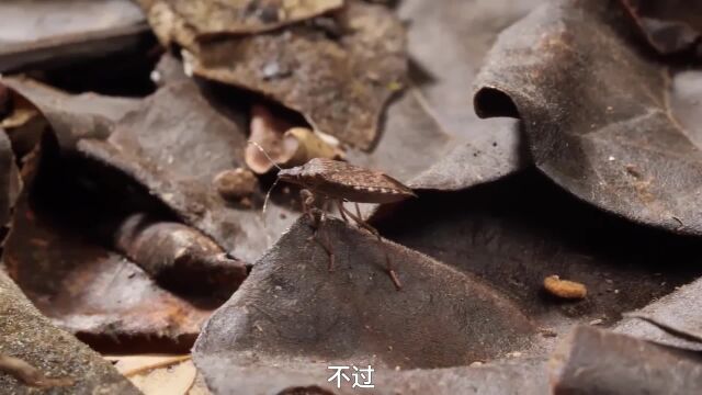 生活中最烦人的动物 臭虫 神奇动物在 科普一下 奇妙的动物 动物世界