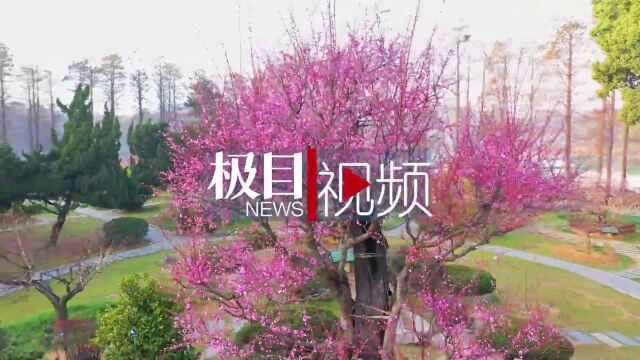 【视频】800年“梅祖宗”激情绽放