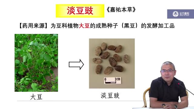 淡豆豉解表药发散风热药《中药学》高文医生主讲