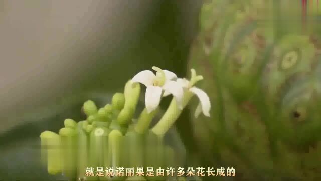 每天一个诺丽果小知识①聚合果还是聚花果?