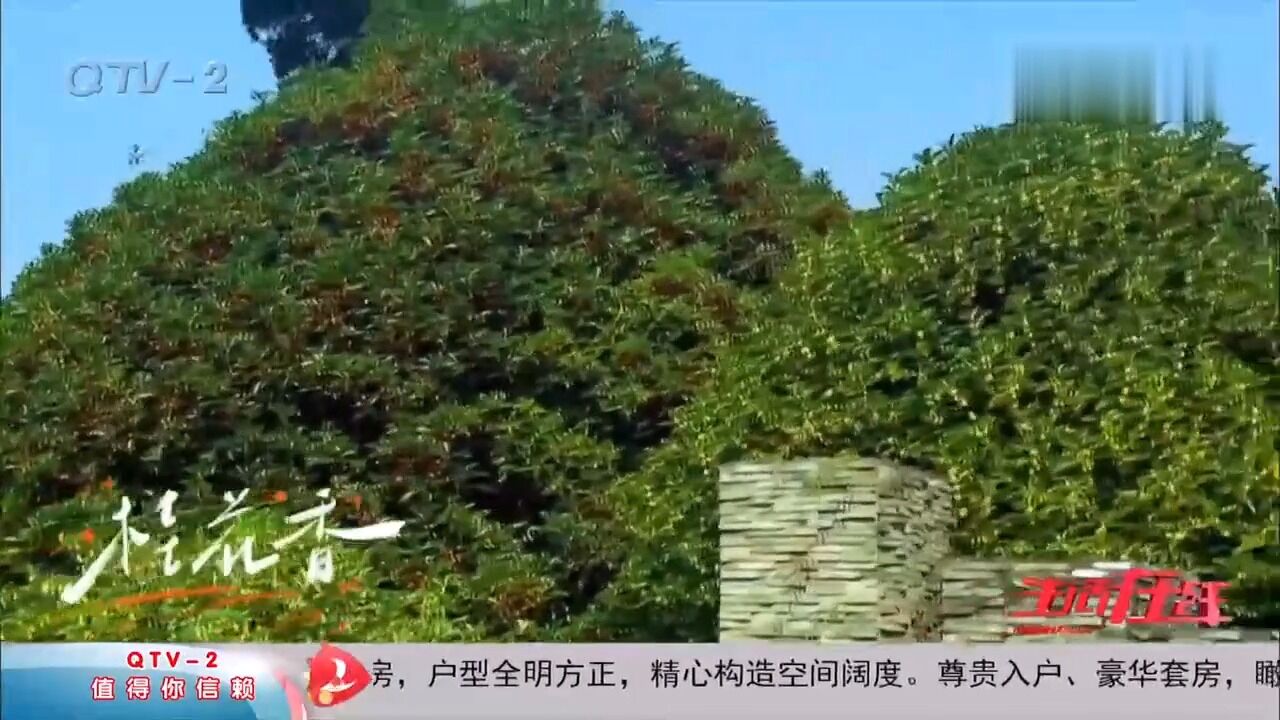 秋意浓!中山公园尽是桂花香