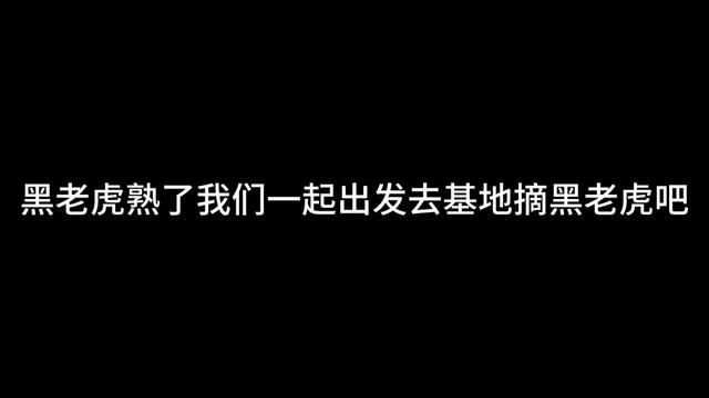 黑老虎成熟了 又到了一年一度采摘黑老虎的季节了 #黑老虎 #黑老虎水果 #丰收的季节硕果累累